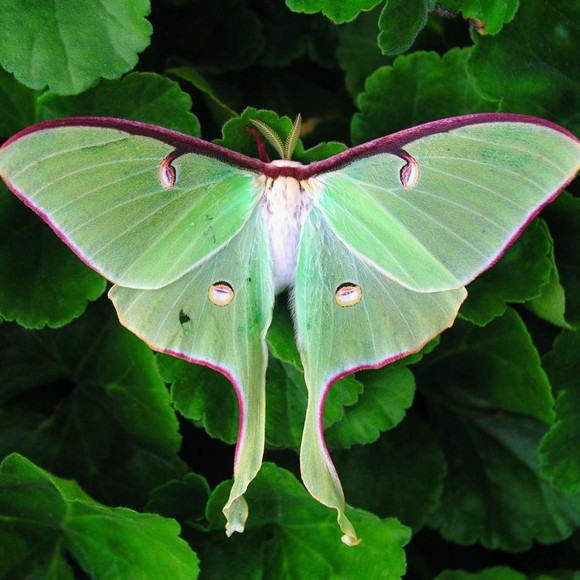 Meet your Posher, Sarah - Picture 1 of 1